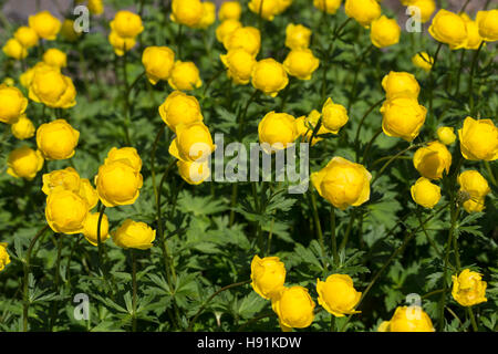 Europäische Trollblume, Troll-Blume, Trollius europaeus, Globeflower europea, Globe Fiore, Trolle d'Europa Foto Stock