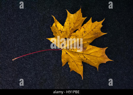 L'autunno Foglia di acero di colore giallo è rappresentato su un morbido scuro dello sfondo. Foto Stock