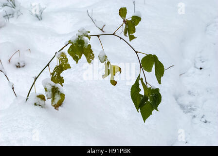 L'immagine di un solitario ramo con foglie verdi fuori di una neve derive. Foto Stock