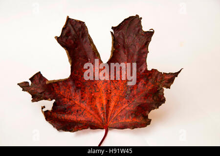 Fading Foglie di autunno di un Acer platanoides Crimson King treee, su sfondo bianco Foto Stock