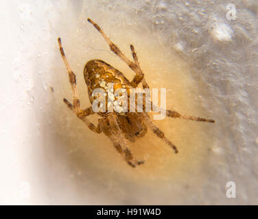 Giardino europeo spider (araneus diadematus), noto anche come diadema spider, cross spider, o coronato orb weaver, seduto su un nido Foto Stock