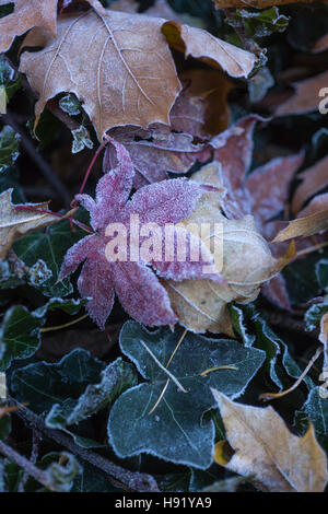 Rosso giapponese acero acero giallo di foglie di quercia sulla coperta di edera con trasformata per forte gradiente FROST Foto Stock