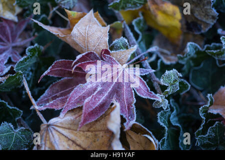 Rosso giapponese acero acero giallo di foglie di quercia sulla coperta di edera con trasformata per forte gradiente FROST Foto Stock