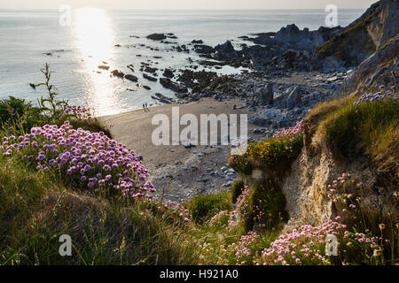 Rockham Bay in estate luce della sera, vicino Mortehoe, Devon Foto Stock
