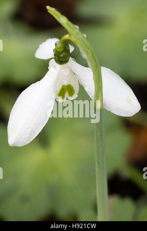 Fiore di novembre del gigante snowdrop, Galanthus elwesii var. monostictus Foto Stock