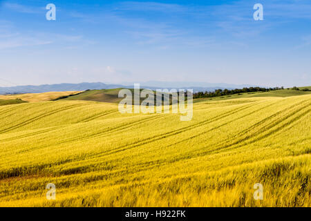 I campi nella soleggiata campagna Toscana, Italia Foto Stock