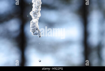 Abstract ghiaccioli sparkle, sciogliere lentamente in inverno mite sun. Appese basse da un bordo del tetto. Foto Stock