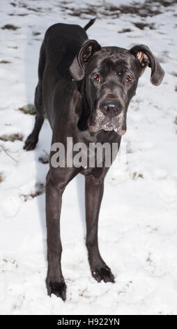 Nero Alano che sta in piedi nella neve Foto Stock