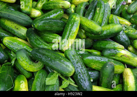 Fattoria fresco verde cetrioli di decapaggio impilati per mercato Foto Stock