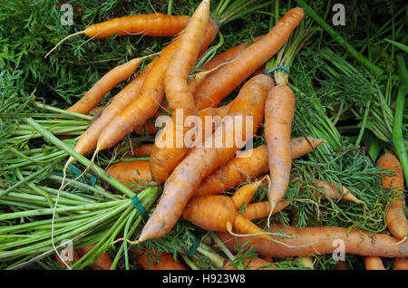 Azienda agricola freschi Carote shapely e cime di carota Foto Stock