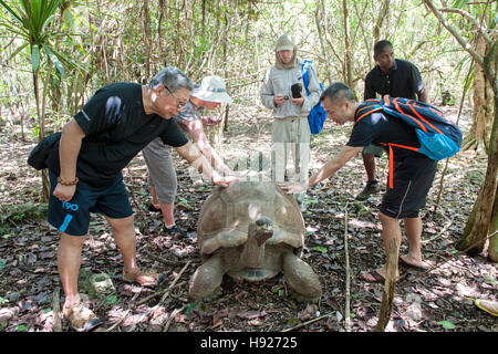 I turisti con Big Daddy che è di 90 anni la tartaruga gigante sulla Ile aux egrette in Mauritius. Foto Stock