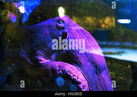 Common Octopus vulgaris o devilfish Foto Stock