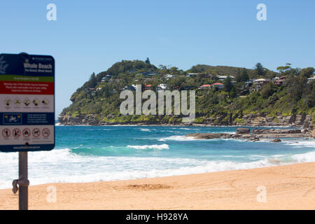 Spiaggia di balena, uno di Sydney spiagge del nord nel periodo estivo, Sydney, Nuovo Galles del Sud, Australia Foto Stock
