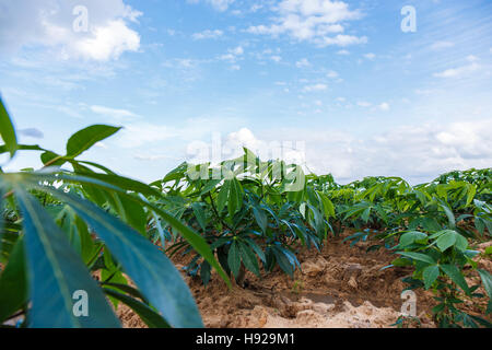 Struttura di manioca in una fattoria in Thailandia Foto Stock