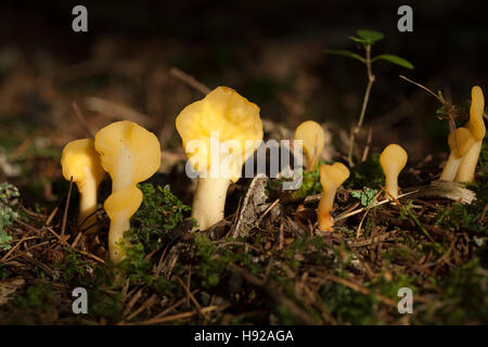 Piccolo gruppo di funghi (Spathularia flavida) nella foresta Foto Stock