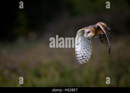 Barbagianni statica e in volo Canadian Raptor Conservancy Foto Stock