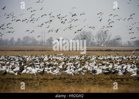 Le oche delle nevi e oche specklebelly alimentando in un invaso rive campo vicino a Jonesboro Arkansas Foto Stock