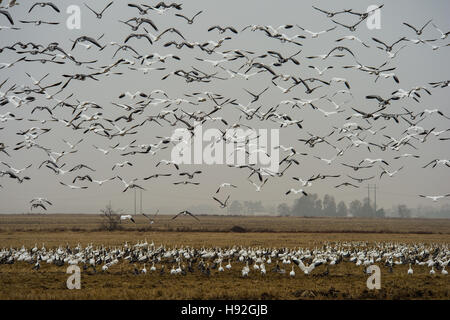 Le oche delle nevi e oche specklebelly alimentando in un invaso rive campo vicino a Jonesboro Arkansas Foto Stock