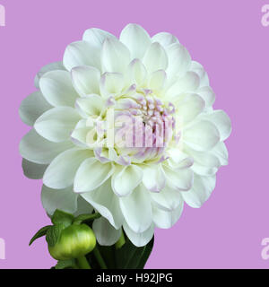 Bianco con il dahlia rosa su sfondo lilla Foto Stock