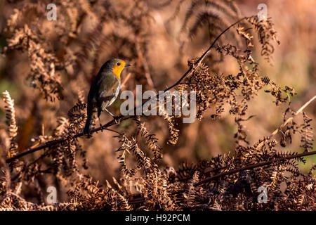 Gli uccelli intorno al lago Buttermere Foto Stock