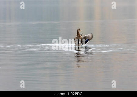 Gli uccelli intorno al lago Buttermere Foto Stock