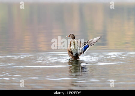 Gli uccelli intorno al lago Buttermere Foto Stock