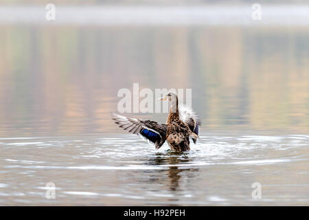 Gli uccelli intorno al lago Buttermere Foto Stock