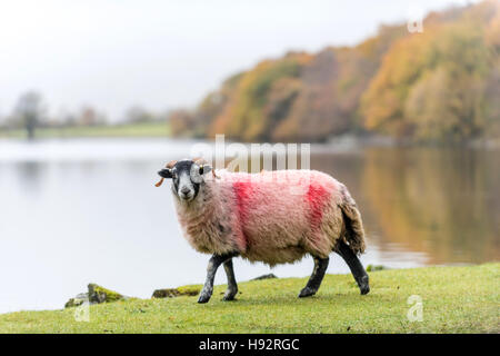 Pecore nel distretto del Lago Foto Stock