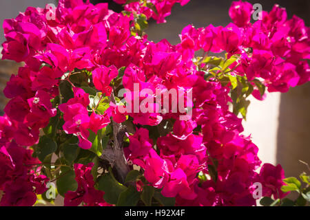 Fioritura bougainvillea è crescente selvatici e piante coltivate in Marocco. Foto Stock