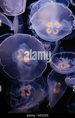 Luna flottante medusa su sfondo nero Foto Stock