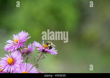 Ape sul fiore Foto Stock