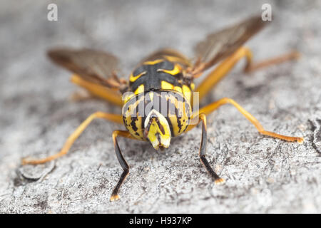 Un maschio Syrphid Fly (Spilomyia longicornis) posatoi sul lato di un albero. Foto Stock