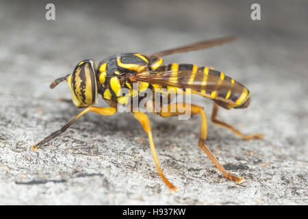 Un maschio Syrphid Fly (Spilomyia longicornis) posatoi sul lato di un albero. Foto Stock