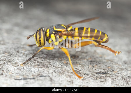 Un maschio Syrphid Fly (Spilomyia longicornis) posatoi sul lato di un albero. Foto Stock