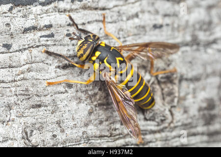 Un maschio Syrphid Fly (Spilomyia longicornis) posatoi sul lato di un albero. Foto Stock