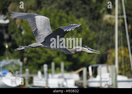 Snowy Garzetta acqua potabile Foto Stock