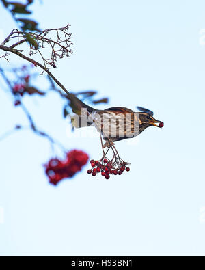 Llanwrthwl, Wales, Regno Unito 26 ottobre, 2016. Un redwing [Turdus iliacus] alimentazione sulla montagna di bacche di cenere vicino al Elan Valley. Foto Stock