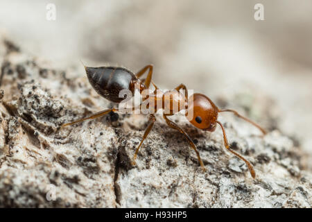 Un Acrobat Ant (Crematogaster laeviuscula) Foraggi per il cibo. Foto Stock