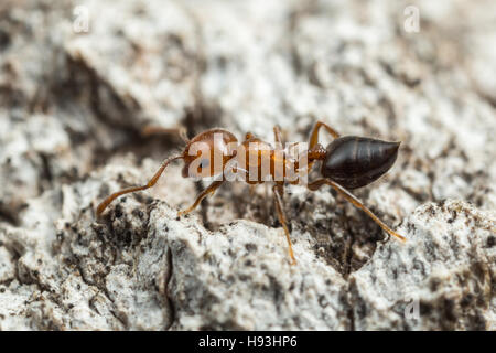 Un Acrobat Ant (Crematogaster laeviuscula) Foraggi per il cibo. Foto Stock