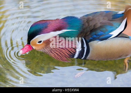 Anatra di mandarino - Aix galericulata, maschio adulto, wading nello stagno Foto Stock