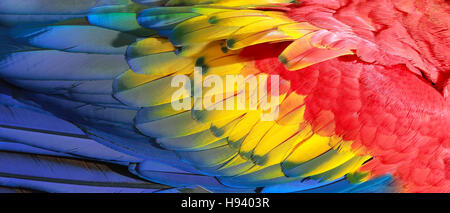 Piume di pappagallo, rosso, giallo e blu texture esotiche Foto Stock