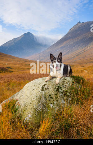 Scheda cane Collie seduto su una roccia, Glen Sannox, Isle of Arran, North Ayrshire, in Scozia Foto Stock