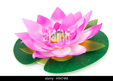 Pink lotus e rana in esso isolato su sfondo bianco. Foto Stock