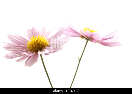 Giapponese crisantemo viola fiore isolato Foto Stock