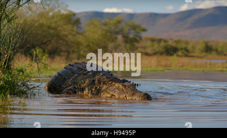 Coccodrillo del Nilo (Crocodylus niloticus) appoggiata in acqua, Zimanga Game Reserve, KwaZulu-Natal, Sud Africa Foto Stock