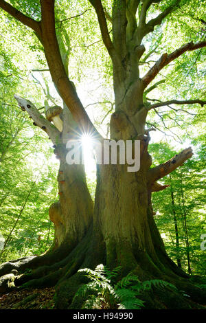 Sun Ray che brilla attraverso enorme vecchio mossy faggio (Fagus sp.) albero in legno ex pascolo, Reinhardswald, Sababurg, Hesse, Germania Foto Stock