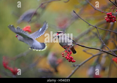 (Waxwing Bombycilla garrulus) Foto Stock