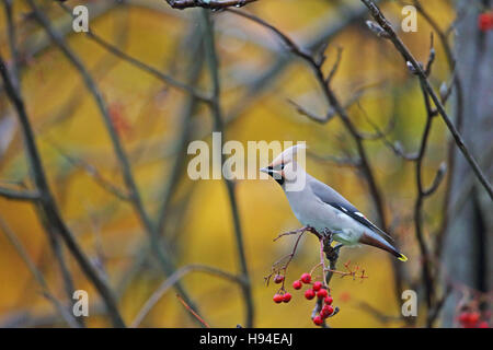 (Waxwing Bombycilla garrulus) Foto Stock