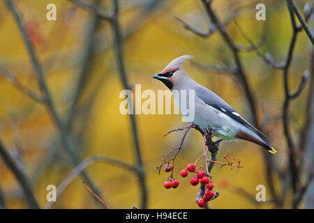 (Waxwing Bombycilla garrulus) Foto Stock