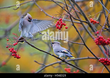 (Waxwing Bombycilla garrulus) Foto Stock